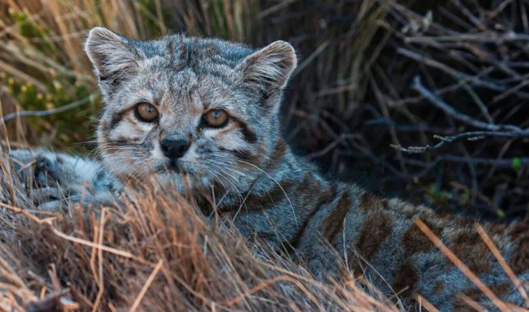 Leopardus tilcayo — новый вид дикой кошки из облачных лесов Боливии